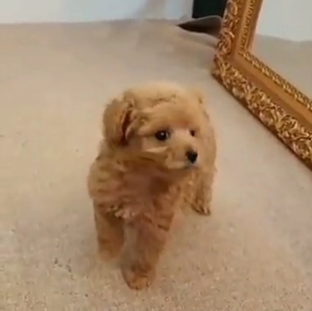 Meet your Posher, Jaline